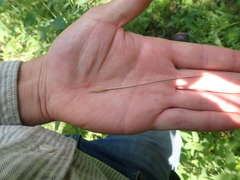 Hesperostipa spartea