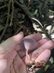 Trogia cantharelloides