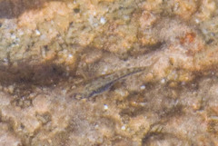 Cyprinodon macularius