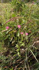 Oenothera rosea