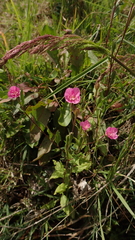 Oenothera rosea