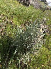 Pseudognaphalium beneolens