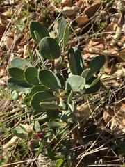 Arctostaphylos manzanita