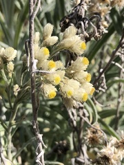 Pseudognaphalium beneolens