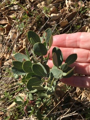 Arctostaphylos manzanita