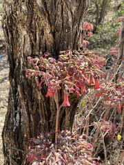 Kalanchoe laetivirens