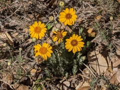 Thymophylla pentachaeta
