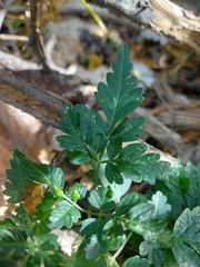 Cardiospermum corindum