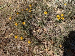 Thymophylla pentachaeta