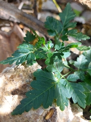 Cardiospermum corindum