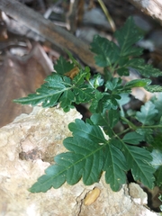 Cardiospermum corindum