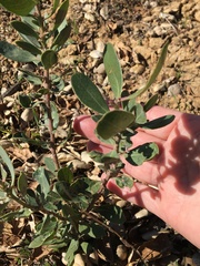 Arctostaphylos manzanita