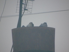 Columba livia domestica