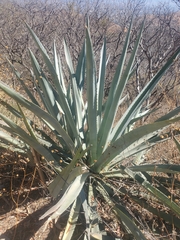 Agave karwinskii