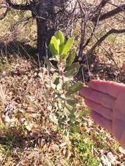 Arctostaphylos manzanita