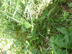 Hesperostipa spartea