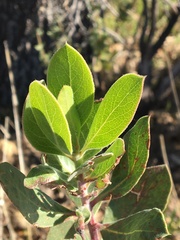 Arctostaphylos manzanita