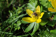 Eristalis tenax