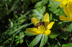 Eristalis tenax