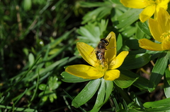 Eristalis tenax