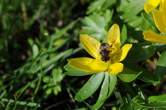 Eristalis tenax