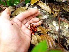 Oophaga solanensis