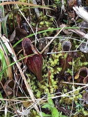 Sarracenia