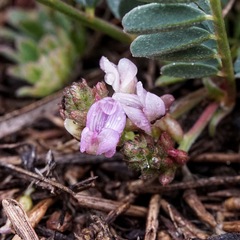 Astragalus cobrensis