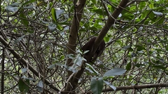 Corallus ruschenbergerii