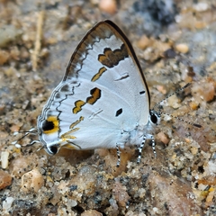 Hypolycaena othona