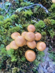 Kuehneromyces lignicola