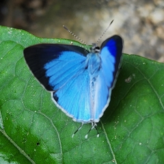 Hypolycaena othona