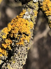 Xanthomendoza fallax