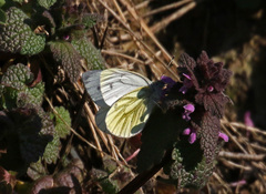 Pieris napi