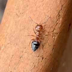 Crematogaster laeviuscula