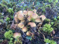 Kuehneromyces lignicola