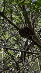 Corallus ruschenbergerii