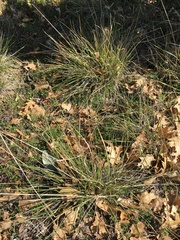 Festuca californica