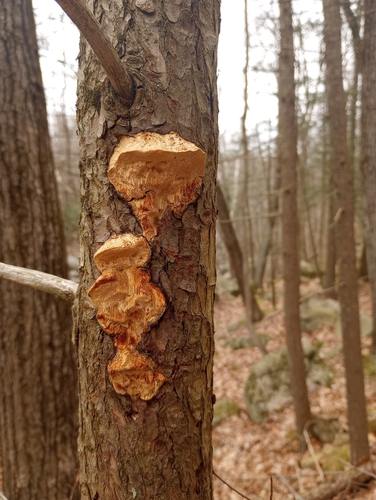 Pine Bracket (Porodaedalea pini)