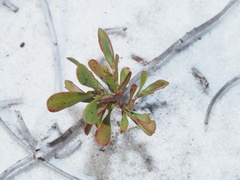 Polygonella polygama