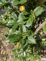 Berberis darwinii