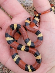 Lampropeltis elapsoides