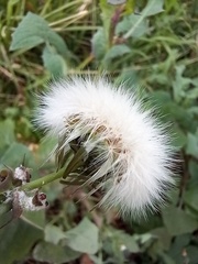 Sonchus oleraceus