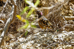 Chlamydera guttata