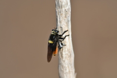 Mallophora ruficauda