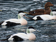 Somateria mollissima