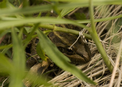 Leptodactylus luctator