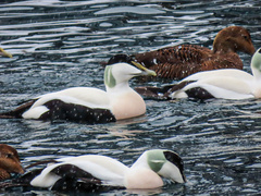 Somateria mollissima