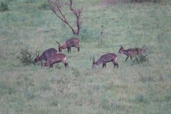 Kobus ellipsiprymnus defassa