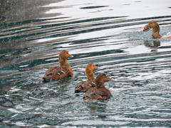 Somateria mollissima